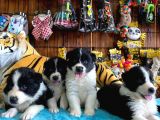 DUNYANİN EN ZEKİ IRKI BORDER COLLIE