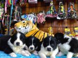 Dunyani̇n En Zeki̇ Irki Border Collie