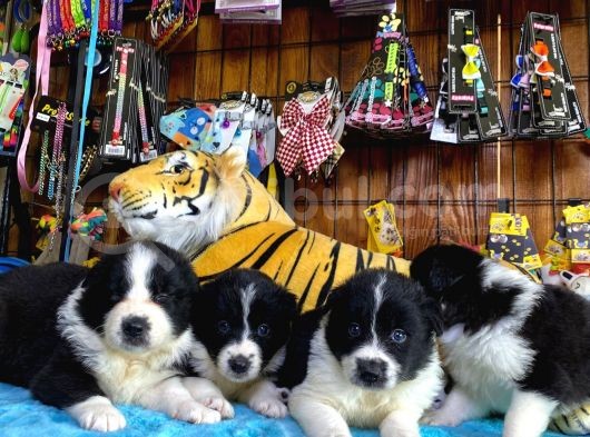 Dunyani̇n En Zeki̇ Irki Border Collie görsel