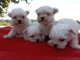 Efsane Minik Maltese Bebekler