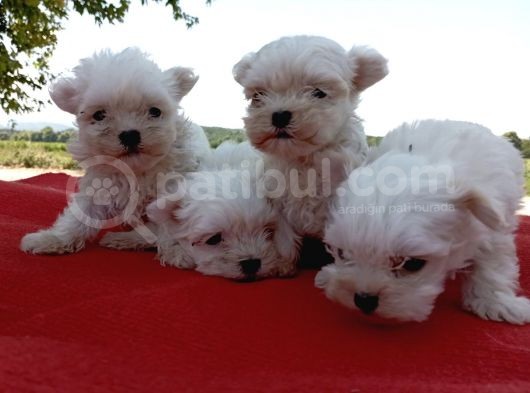 Efsane Minik Maltese Bebekler görsel