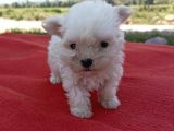 Efsane Minik Maltese Bebekler