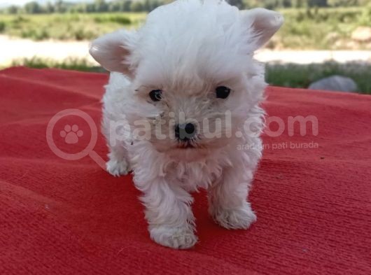Efsane Minik Maltese Bebekler görsel