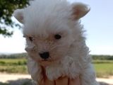 Efsane Minik Maltese Bebekler