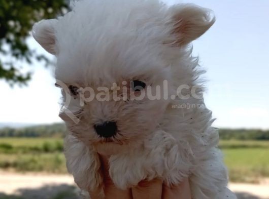 Efsane Minik Maltese Bebekler