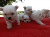 Efsane Minik Maltese Bebekler