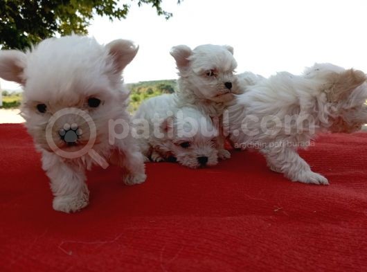 Efsane Minik Maltese Bebekler görsel