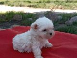 Efsane Minik Maltese Bebekler