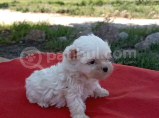 Efsane Minik Maltese Bebekler görsel