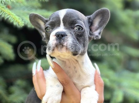 Bluepied French görsel