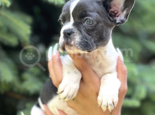 Bluepied French