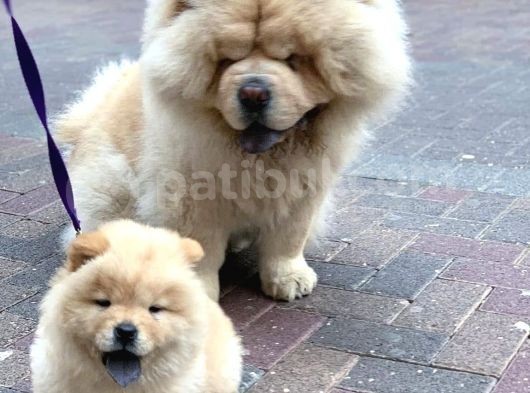 Chow Chow Yavrulari görsel