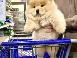 CHOW CHOW YAVRULARI