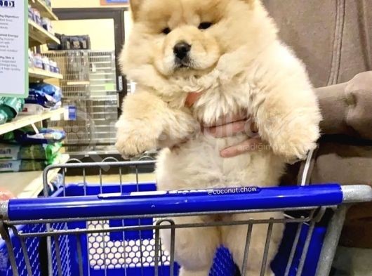 Chow Chow Yavrulari