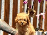 Fawn Toy Poodle