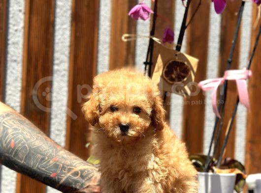 Fawn Toy Poodle görsel