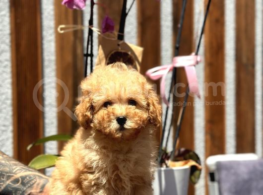 Fawn Toy Poodle