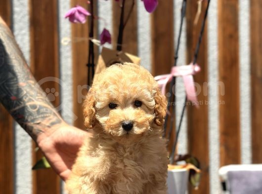 Fawn Toy Poodle görsel