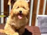 Birbirinden Güzel Toy Poodle Yavrularımız