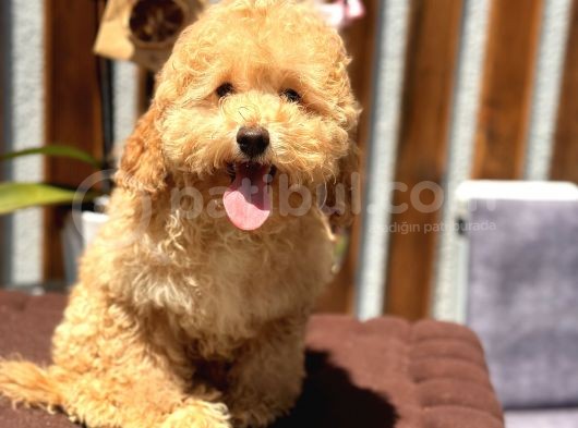 Birbirinden Güzel Toy Poodle Yavrularımız görsel