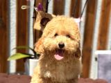 Birbirinden güzel toy poodle yavrularımız