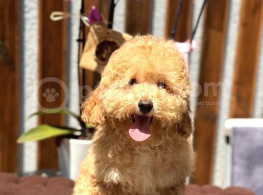 Birbirinden Güzel Toy Poodle Yavrularımız