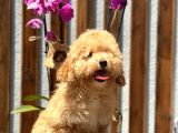 Birbirinden Güzel Toy Poodle Yavrularımız
