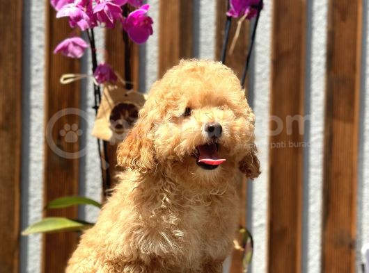 Birbirinden Güzel Toy Poodle Yavrularımız görsel