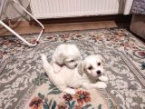 kar beyazı maltese terrier bebekler