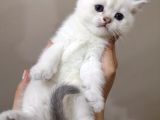 British Shorthair Yavrularımızı Sahiplendiriyoruz