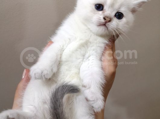 British Shorthair Yavrularımızı Sahiplendiriyoruz