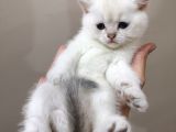 British Shorthair Yavrularımızı Sahiplendiriyoruz