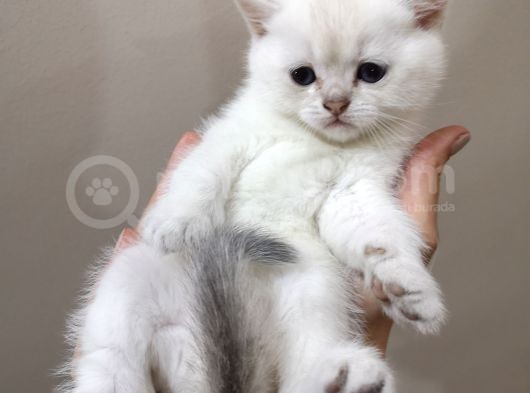 British Shorthair Yavrularımızı Sahiplendiriyoruz görsel