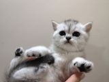 British Shorthair Yavrularımızı Sahiplendiriyoruz