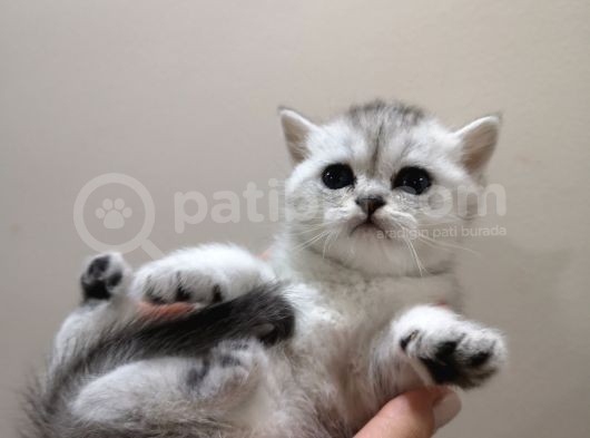 British Shorthair Yavrularımızı Sahiplendiriyoruz görsel