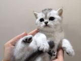 British Shorthair Yavrularımızı Sahiplendiriyoruz