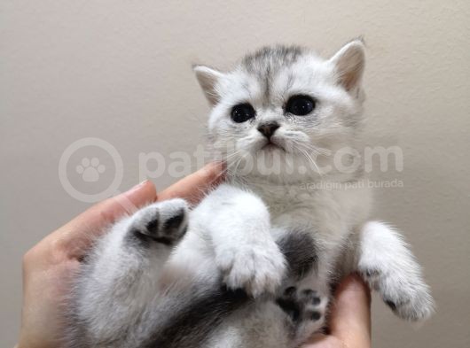 British Shorthair Yavrularımızı Sahiplendiriyoruz görsel
