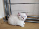 British Shorthair Yavrularımızı Sahiplendiriyoruz