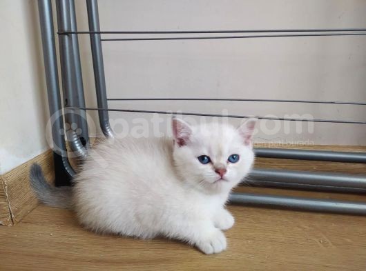 British Shorthair Yavrularımızı Sahiplendiriyoruz görsel