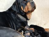 Safkan Rottweiler Yavruları