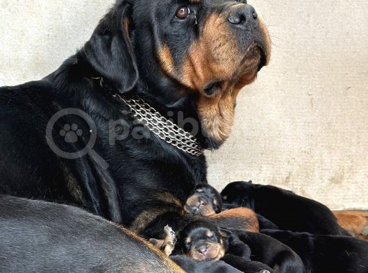 Safkan Rottweiler Yavruları görsel