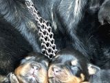 Safkan Rottweiler Yavruları