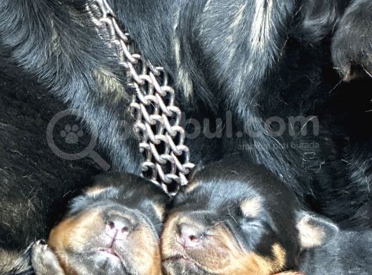 Safkan Rottweiler Yavruları görsel
