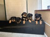 Safkan Rottweiler Yavruları