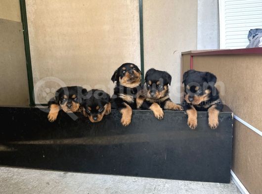 Safkan Rottweiler Yavruları görsel