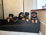 Safkan Rottweiler Yavruları