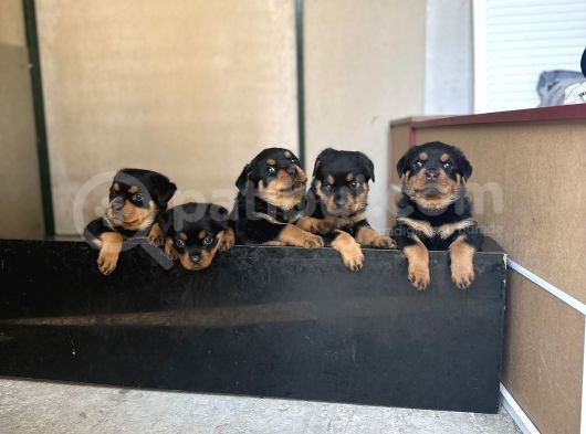 Safkan Rottweiler Yavruları görsel