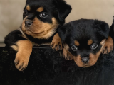 Safkan Rottweiler yavruları