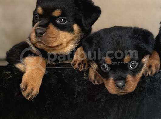 Safkan Rottweiler Yavruları