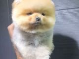 2 Aylık Pomeranian Yavrular 